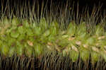 Marsh bristlegrass